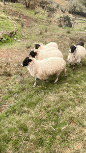 Irish sheepdog demonstration